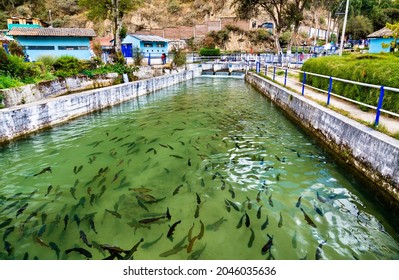 Trout Fish Farm At Ingenio In Junin, Peru