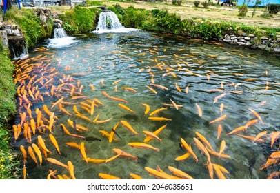 Trout Fish Farm At Ingenio In Junin, Peru