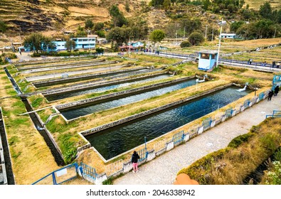 Trout Fish Farm At Ingenio In Junin, Peru