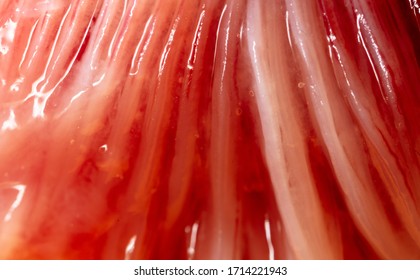 Trout fish gills as abstract background. Macro