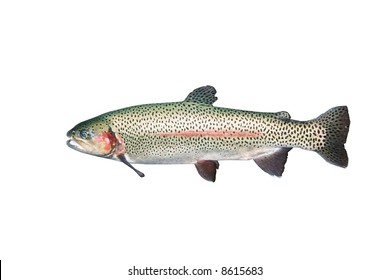 Trout Fish Isolated On White