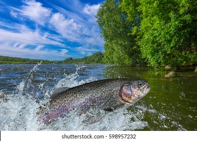 Trout fish jumping with splashing