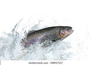 Trout fish jumping with splashing on white background