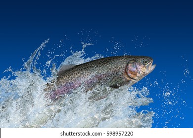 Trout fish jumping with splashing on blue background