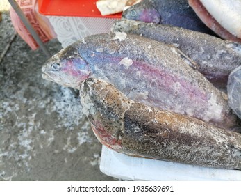 銀鮭 の写真素材 画像 写真 Shutterstock