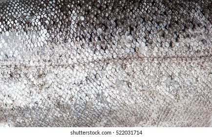 Trout Fish Scale Texture