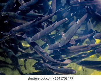 Trout fish swimming in a clear pond  - Powered by Shutterstock