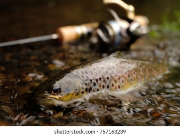 Trout fish with ultra light tackle on the background - Powered by Shutterstock