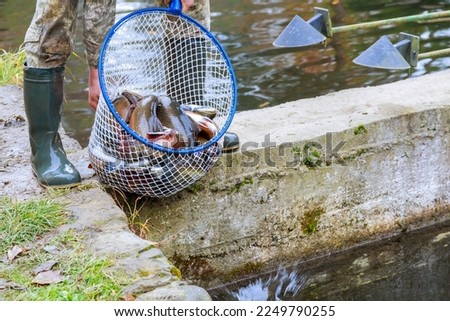 Trout in a fishing net. Trout fishing at the fish farm.