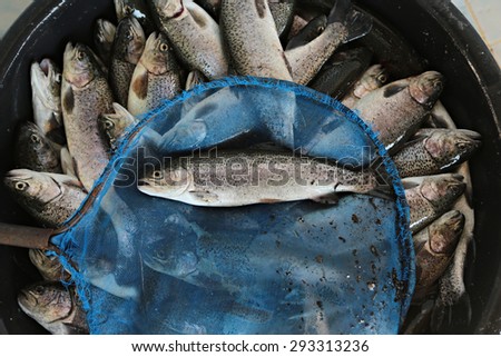 Trout in a fishing net. Waiting for quality inspection at Doi Inthanon Highland Fisheries Research Unit Chiang Mai Province, Thailand