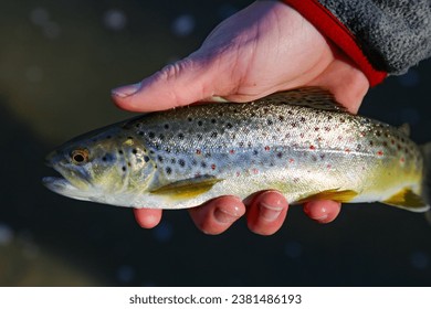 Trout fishing on the Boise River in Boise, Idaho - Powered by Shutterstock