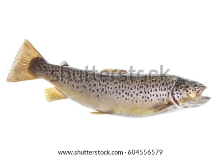 , Trout fishing, river trout, Fario breed wild trout on white