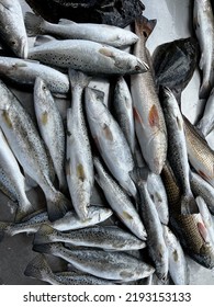 Trout, Flounder, Red Drum Mess Of Fish