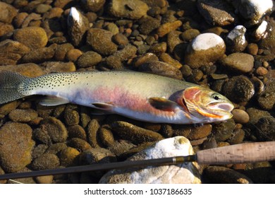 Trout With A Flyrod