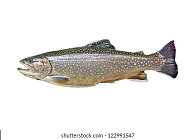 A Trout Isolated On White