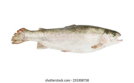 Trout Isolated On White Background Stock Photo 255308758 | Shutterstock