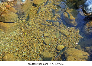 Trout Pond In Charlevoix, Michigan