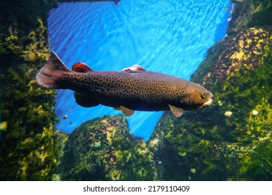 Trout A Species Of Fish Belonging To The Salmon Family (Salmonidae). Big Fish Swims Underwater.