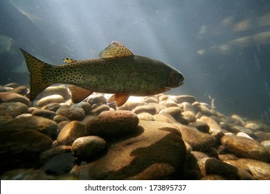 A Trout Swimming At A Local Nature Center