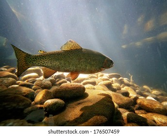 A Trout Swimming At A Local Nature Center