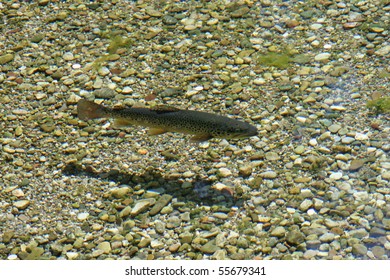 A trout swimming in transparent water,