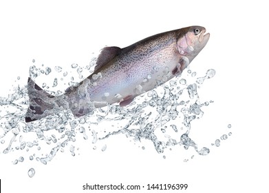A trout swims against the stream 