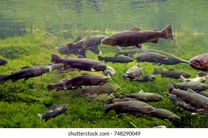 Trout Underwater Scene