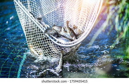 Trouts fishing with coopnet. Fish caught into a fishing net.