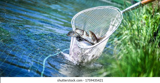 Trouts fishing with coopnet. Fish caught into a fishing net.