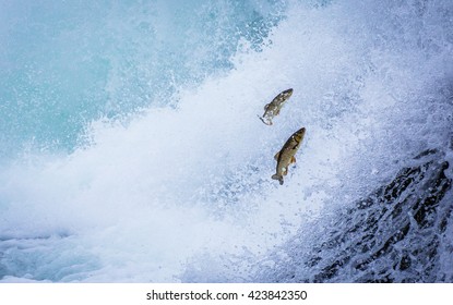 Trouts Upstream Against The Current 