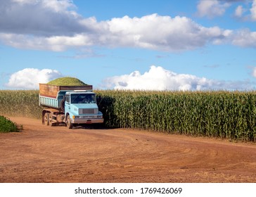 A truck carrying the agricultural crop on a corn farm. Economic support in agribusiness.
