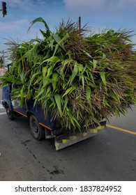 A Truck Carrying Animal Feed