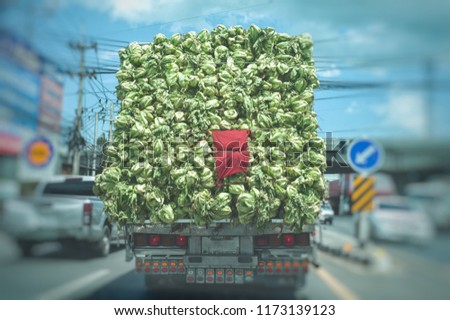 Truck carrying the vegetable to the market in the sunny day. Withered cabbage from sunlight in the truck running on the road.