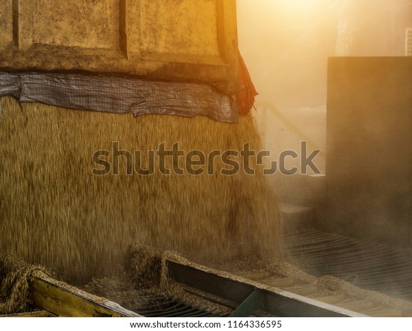 A truck loaded with grain\
pours grain from the body at a processing plant, body grain, close\
up