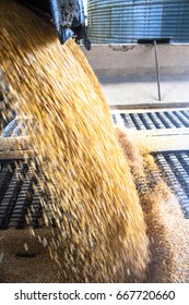 Truck Makes A Corn Dump At An Animal Feed Factory In Santa Catarina State