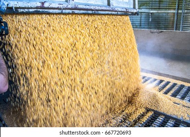 Truck Makes A Corn Dump At An Animal Feed Factory In Santa Catarina State