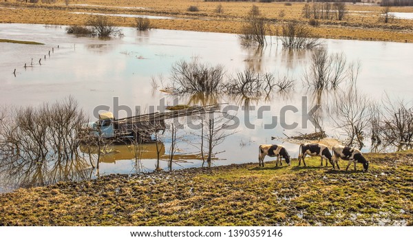Truck\
stuck in  spring off-road. Cows on  river\
bank.