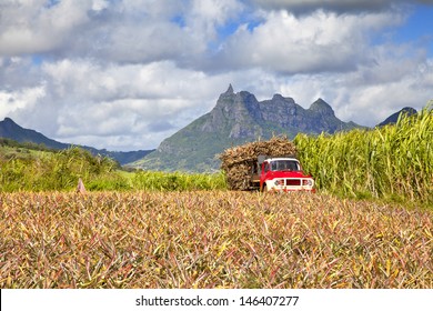 LKW mit Zuckerrohr auf Mauritius. Vor einem Pinienfeld, Hintergrund die Berge der Insel.