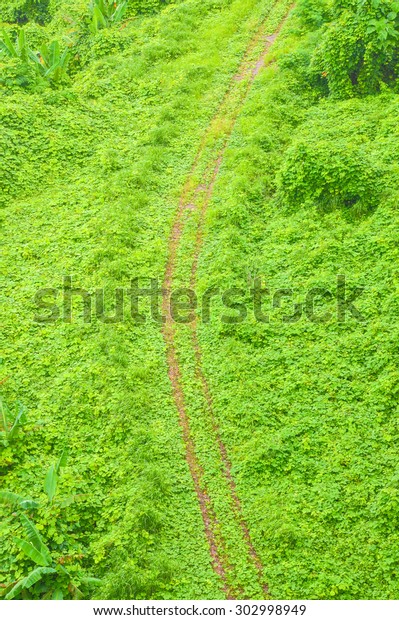 Truck track\
in road that covered with small\
plants
