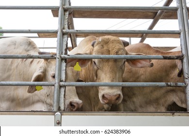 Truck Transport Beef Cattle Cow Livestock 