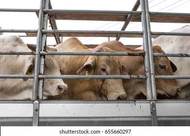 Truck Transport Beef Cattle Cow Livestock 