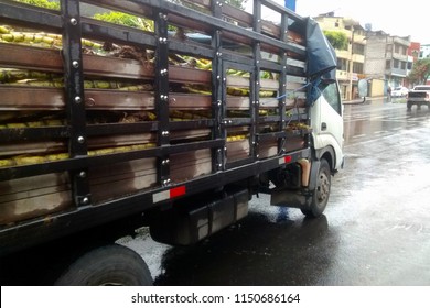 A Truck Transporting Sugar Cane Ready To Sale, Ecuador, South America