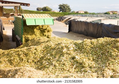 Truck Unloads Corn Silage At Dairy Farm Warehouse For Storage