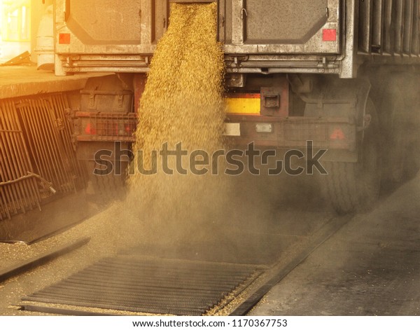 A truck\
unloads grain at a grain storage and processing plant, a grain\
storage facility, landing grain,\
works