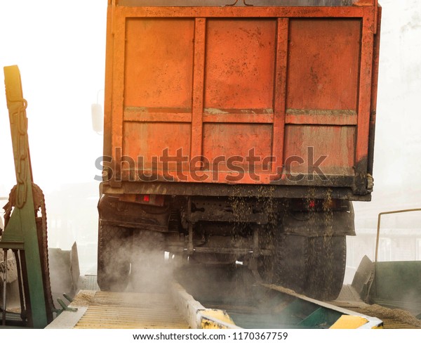 The truck unloads grain at the\
grain storage and processing plant, corn, trailer, unload\
seed