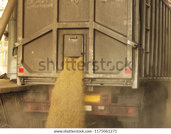 A truck\
unloads grain at a grain storage and processing plant, a grain\
storage facility, unloading seed,\
plant