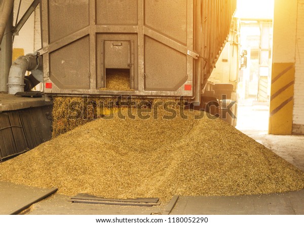 A truck\
unloads grain at a grain storage and processing plant, a grain\
storage facility, unloading corn, the\
sun