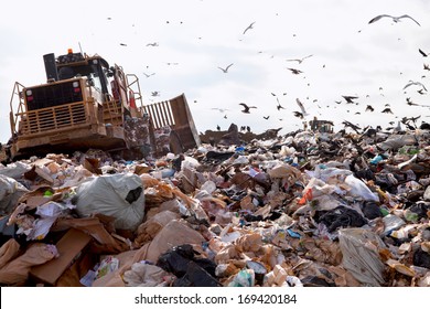 Truck Working In Landfill With Birds Looking For Food