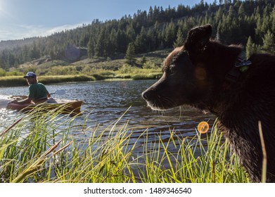 Truckee, California / USA - August 08 2019: A Black Lab Looks On As A Young Man Paddles A Kayak On A Peaceful Creek In Summer.