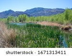 Truckee River Oxbow Backwater Wetland Habitat. A Riparian Area filled with reeds, grasses, trees making this high value for biodiversity and wildlife.